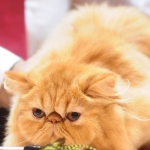 Забраниха рязането на ноктите на котките в Ню Йорк 