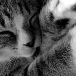 Тази порода котки са невероятно интелигентни и гальовни