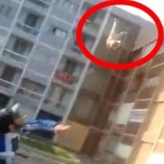 Французин влиза за година в затвора за издевателства над коте 
