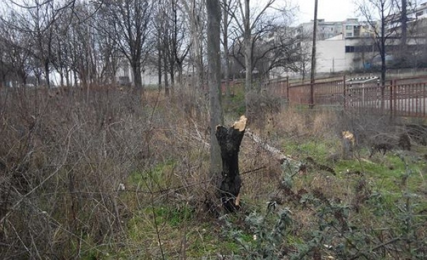 Смугли братя изсичат безразборно дървета в бургаския „Меден рудник”