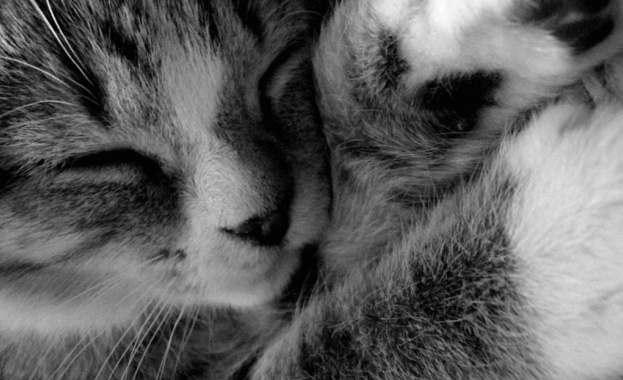 Клиника търси професионалист в гушкането на котки за 22 хил. паунда годишно