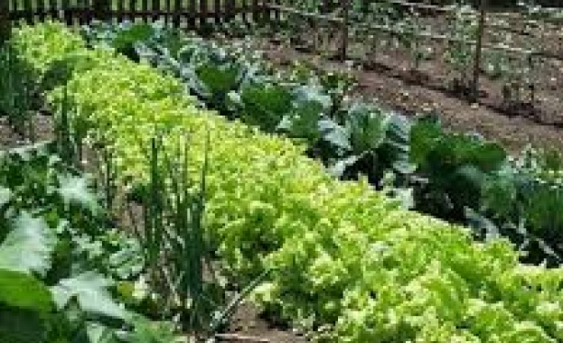 Около 10 пъти са се увеличили биопроизводителите в България от 2006 г. насам