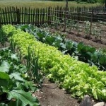 „Био“ ли са биохраните