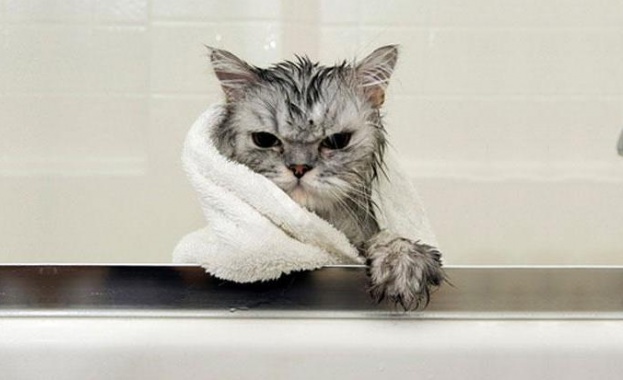 Пет доказателства, че котките не обичат да бъдат къпани