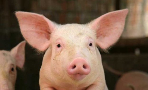 С по 70 лева обезщететяват фермерите заради чумата по свинете