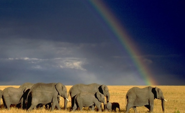 Принцовете Чарлз и Уилям призоваха за спасяване на слоновете