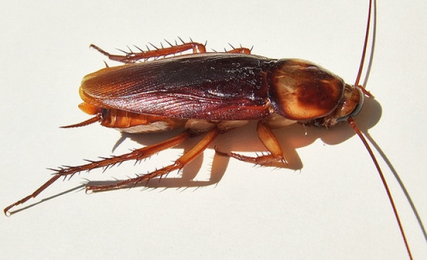 Хлебарки-киборги ще разпространяват Wi-Fi