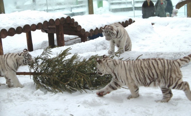 Московският зоопарк чукна 150 години