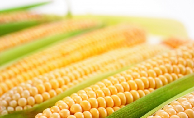 ЕС e на път да разреши ГМО царевицата