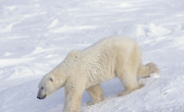 Полярна мечка е била забелязана в канадската провинция Квебек, южно