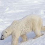 27 февруари – Международен ден на полярната мечка