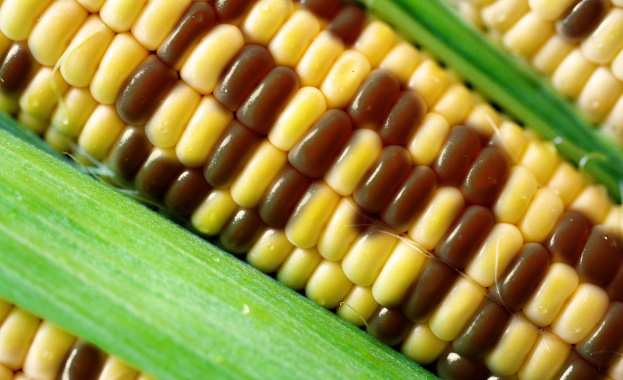 12 страни от ЕС поискаха Eврокомисията да не допуска отглеждането на ГМО царевица
