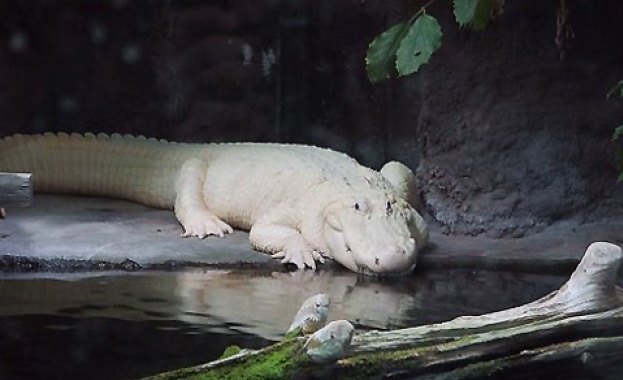 Парижки аквариум се сдоби с алигатори-албиноси 