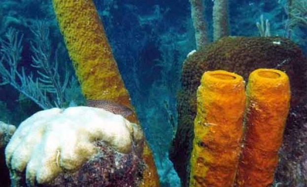 Животът на Земята се зародил без кислород?