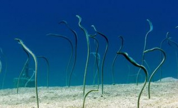 Гигантски червеи, а не чудовища намериха във водите на Арктика