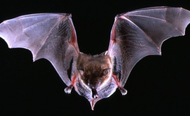 Американски инженери замислят летящ робот 