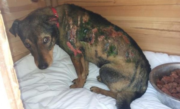 Прокуратурата се самосезира заради запалено куче