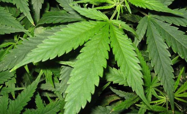 Марихуаната помага в борбата с ХИВ 