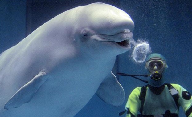 Le Point: Делфини охраняват акваторията на Сочи