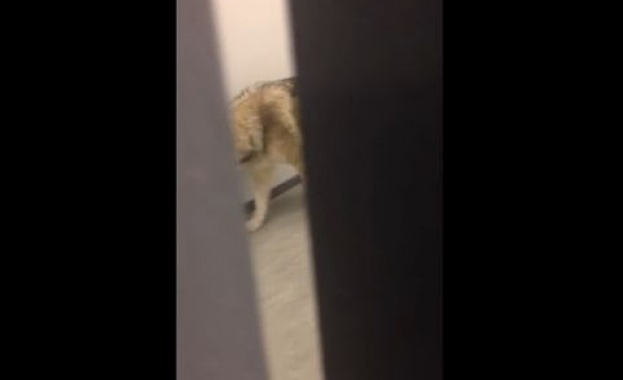 Вълк се разхожда в хотел в Сочи /видео/