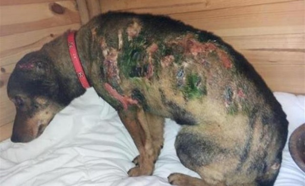 Подпаленият Любчо ще се възстановява година