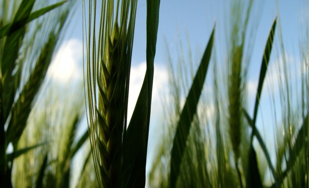 МЗХ откри мейл за коментари по наредбите по Кампания 2014 г.