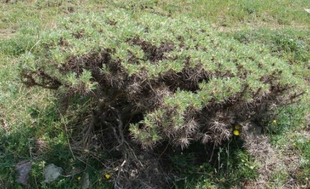 Уникално растение загива край Айтос