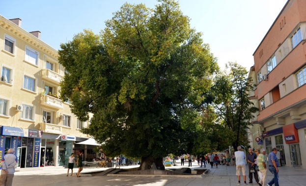 Старият бряст в Сливен е европейско дърво на годината