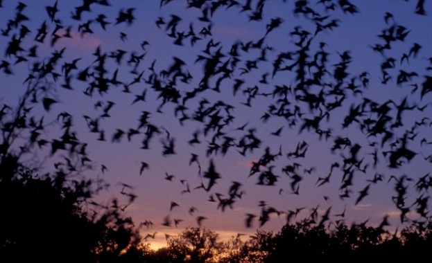 Нов за науката вид ектопаразит по прилепи в Казахстан описа