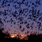 Международна Нощ на прилепите