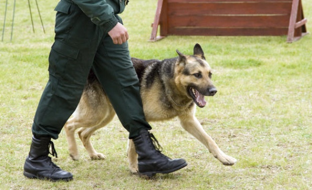 Полицейско куче надуши мъж, пребил пенсионерка с дървен кол 