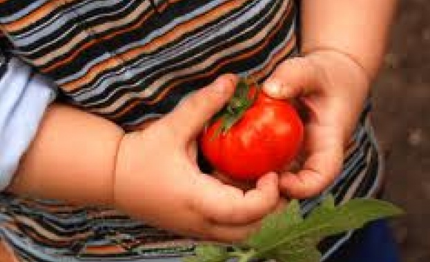 Учени правят домати с вкуса от детството