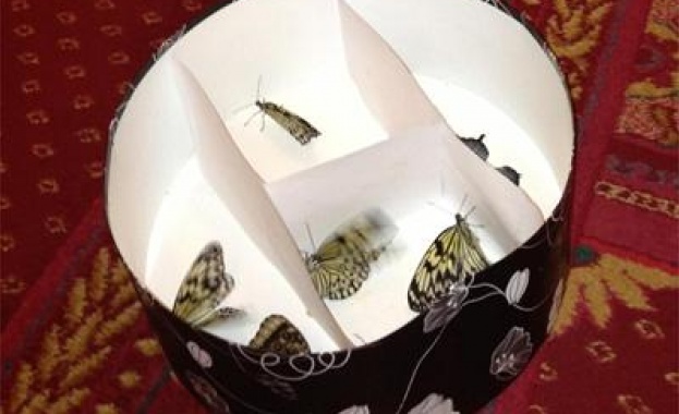 Пеперудите в парламента били реклама на шоу