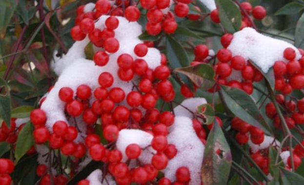 Зимата се завръща 