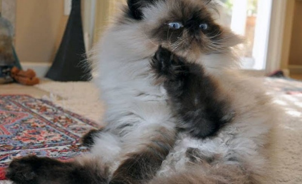 Семейство стана заложник на побеснялата си котка 