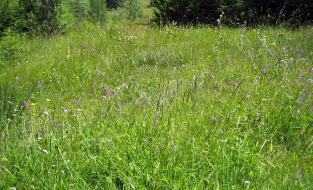 Животновъдите - с предимство при очертаването на пасища