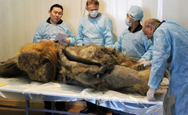 Руски учени смятат да клонират мамут