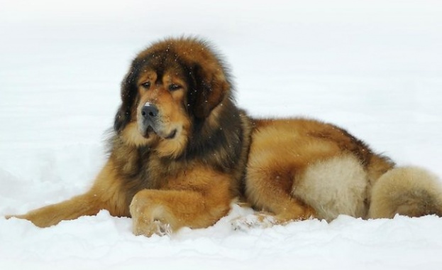 Куче от породата тибетски мастиф бе продадено за 2 млн. долара