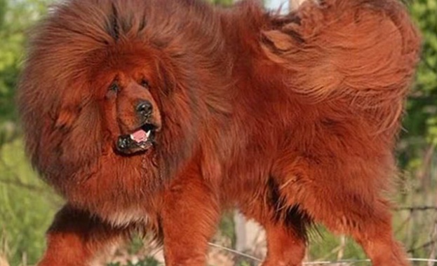 Китайски бизнесмен брои 2 млн. долара за куче 