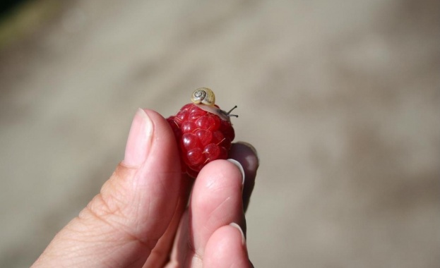 Регистърът на биопроизводителите - с електронен вариант