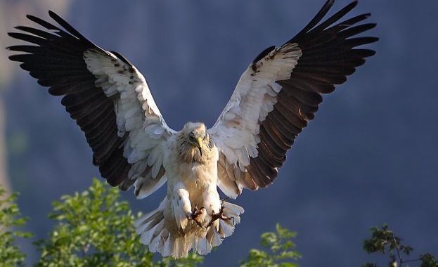 Египетските лешояди в Спасителния център в Стара Загора имат нов кандидат за сърцето си 