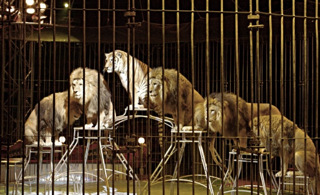 Балкански: Цирк без животни не е цирк