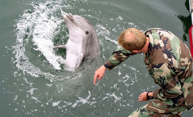 Кримски бойни делфини ще помагат на силите за бързо реагиране
