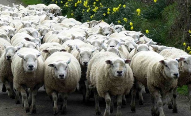 Въвеждат 10 километрова зона за наблюдение около казанлъшкото село Шейново Причината