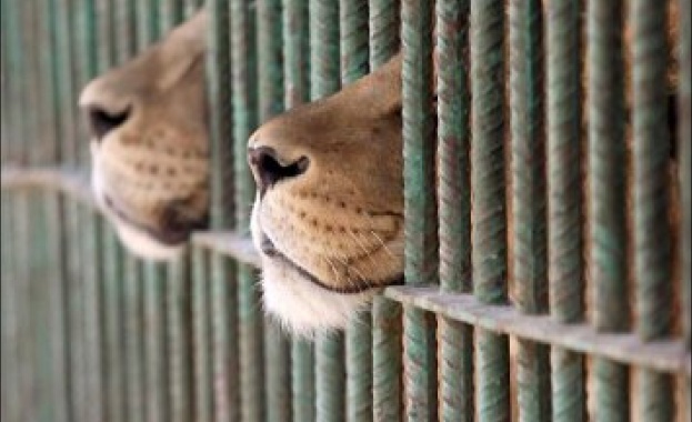 Залагат за следващото убито животно в зоопарка в Копенхаген