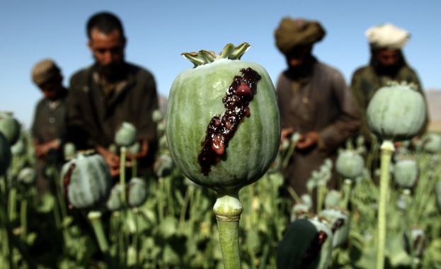 Global Post публикува изследване за цената на наркотиците