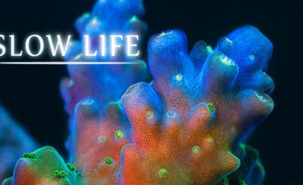 Четириминутно видео обиколило света е направено за 9 месеца