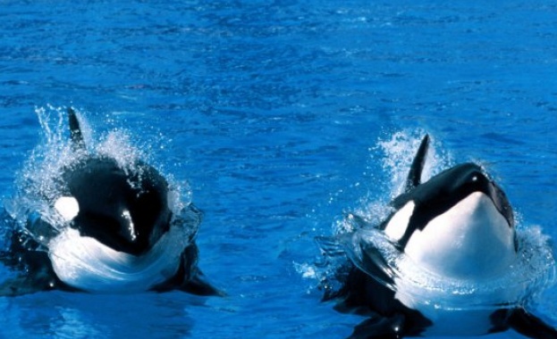 Масов интерес към косатките в Агес, полицаите не достигат