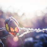 Предстоящи събития в страната