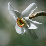 Рождениците днес